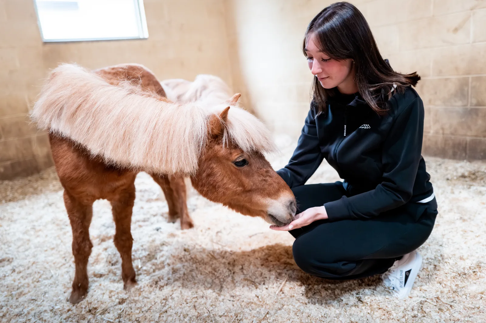 Young woman in the black Equiline EQCETIR hoodie feeding a Shetland pony in a stable.
