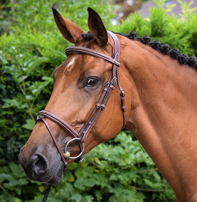 Hazelnut leather bridle with rubber rein for horse - Paris - Jumpin