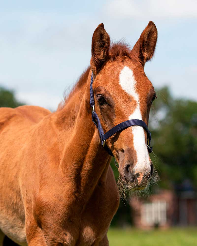 QHP Navy Blue Foal Halter – Adjustable