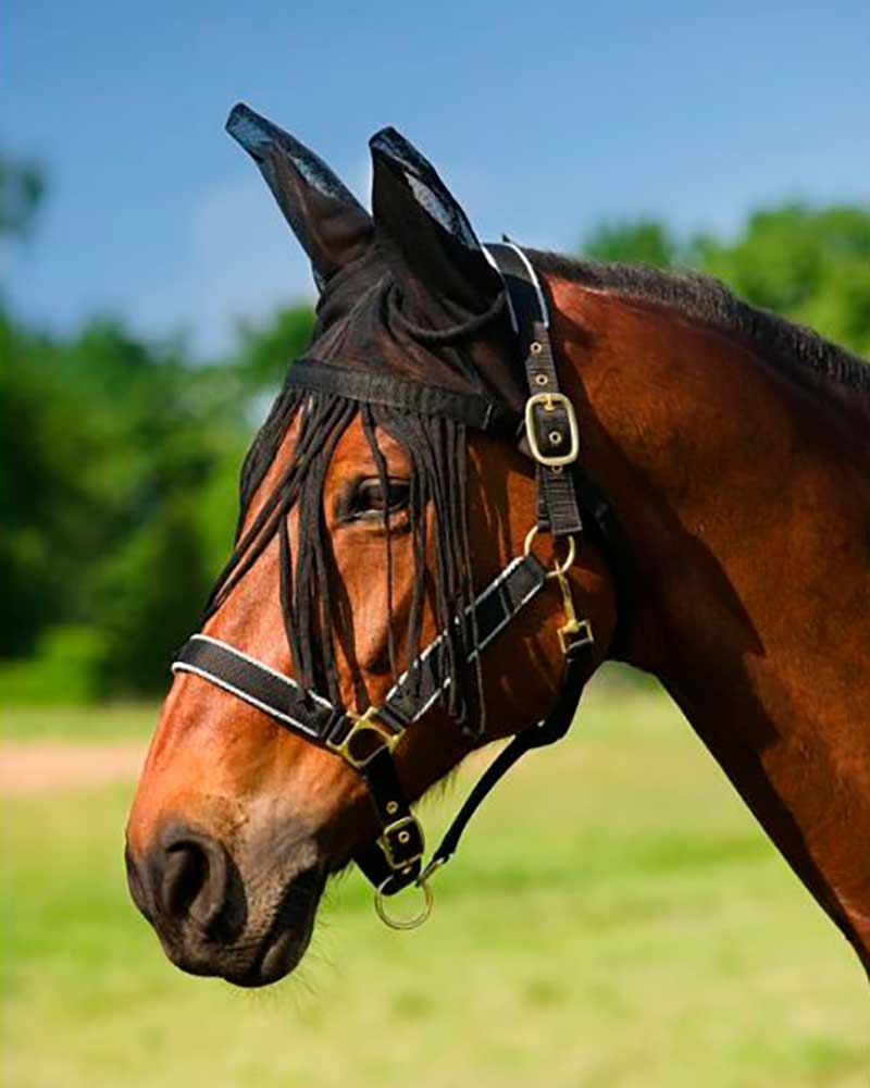 Orejeras de malla negra con flecos antimoscas para caballo - QHP