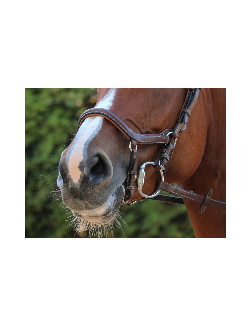 Brown anti-chafing noseband for horses - New York - JUMP IN