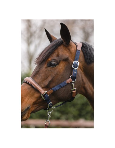 Navy Nylon Stall Bridle with Brown Leather and Navy Lead - ANKY