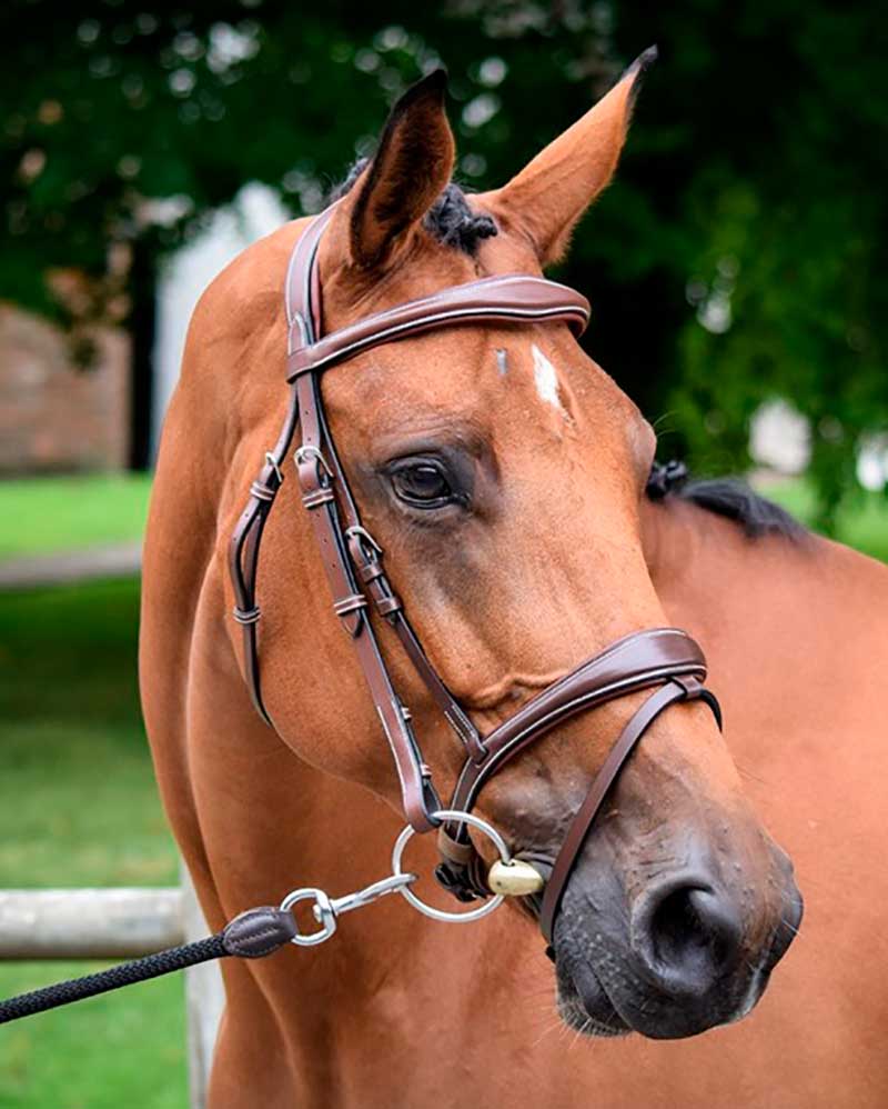 Working bridle with dark brown reins for horses - Bruxelles - JUMP IN