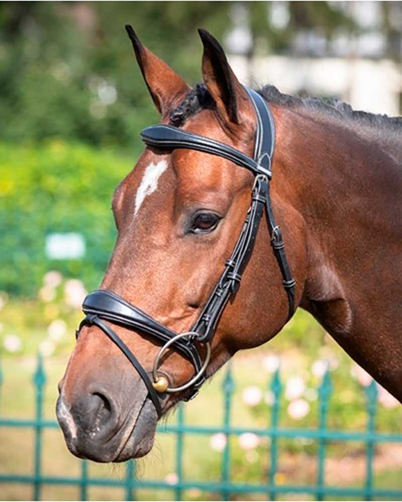Bride de travail avec Rênes noire pour cheval - Bruxelles - JUMP IN