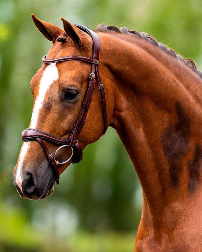 cabezada de cuero marron con muserola en U y testera ancha para caballo - Longridge - BR - Imagen 2